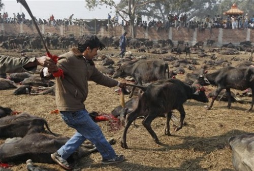 4_Nepal_Animal_Sacrifice.sff.jpg