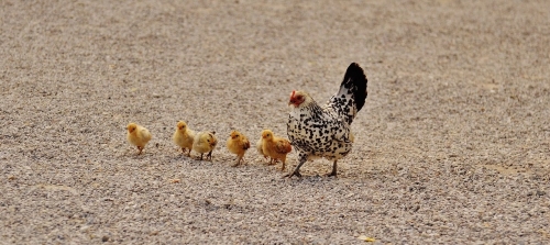 Chicken-and-chicks.jpg